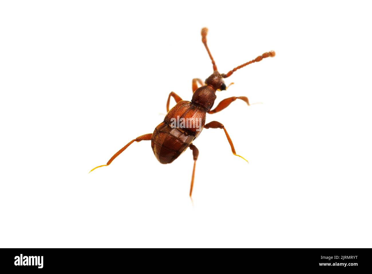 Beetle formidabile (Tmesiphorus carinatus) isolato su sfondo bianco. Foto Stock