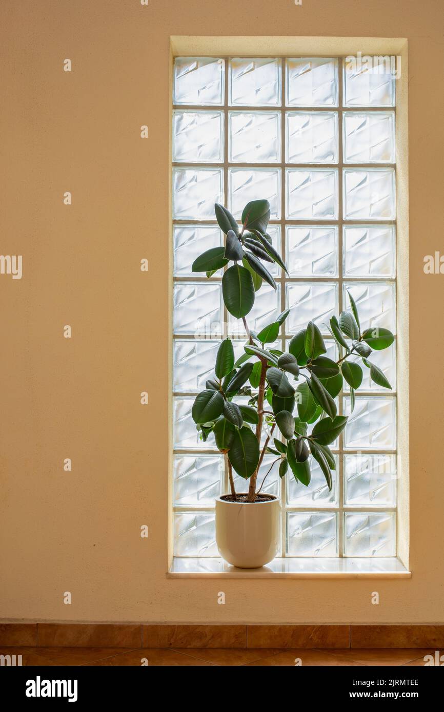 Ficus elastica robusta, (pianta di gomma) davanti ad una finestra di mattoni di vetro. Foto Stock