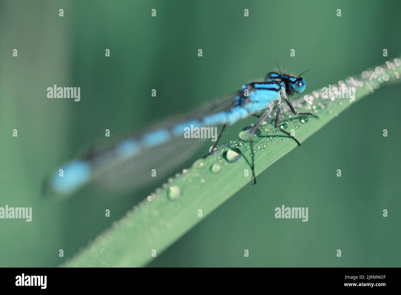Il Blue Damselfly comune, Enallagma cyathigerum sul filo d'erba. Foto Stock