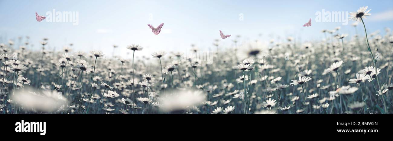 Margherite marguerite con farfalle sul prato con cielo azzurro soleggiato sullo sfondo. Fiore di primavera. Foto Stock
