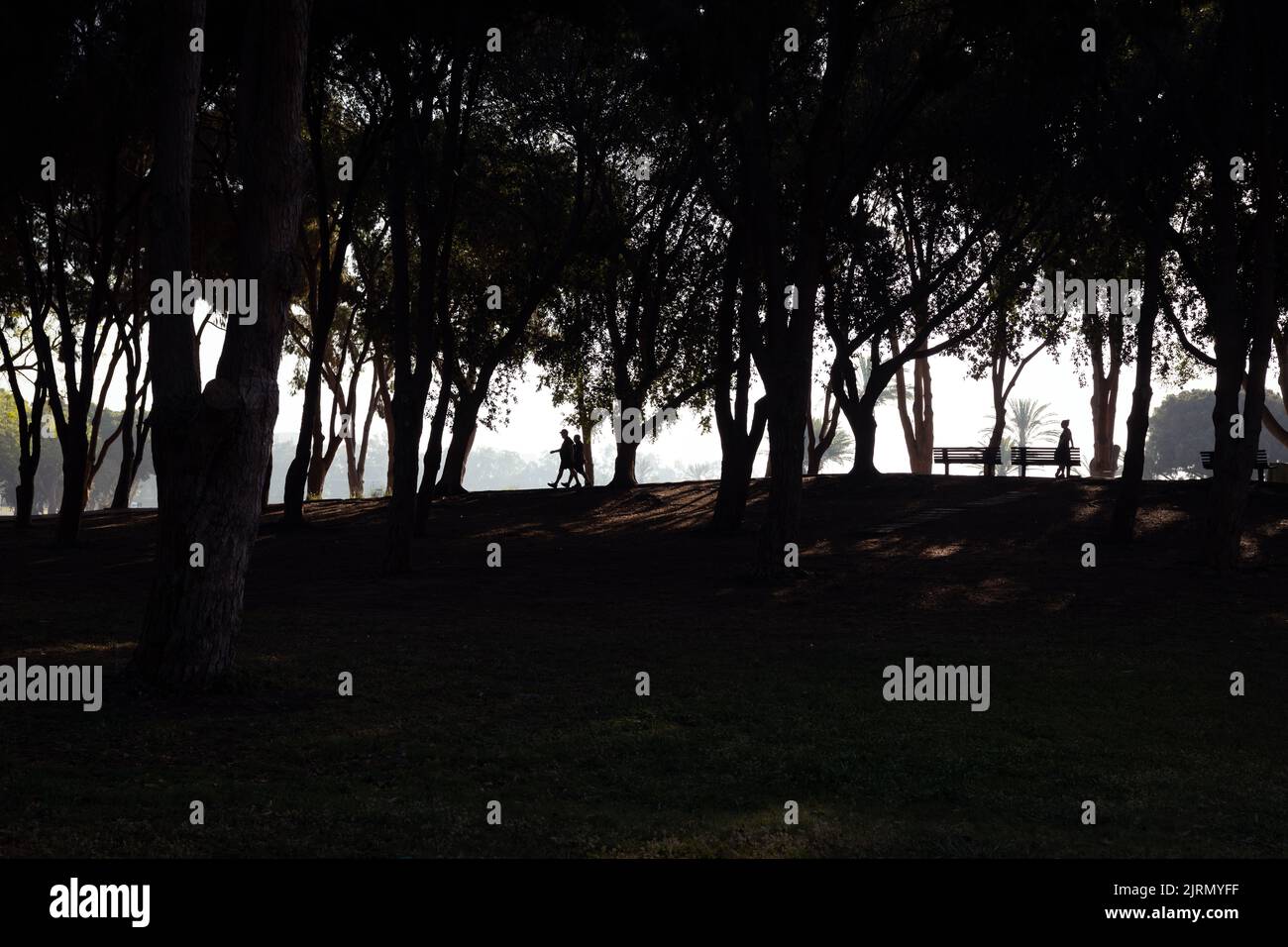 Silhouette di persone e alberi in un parco cittadino Foto Stock