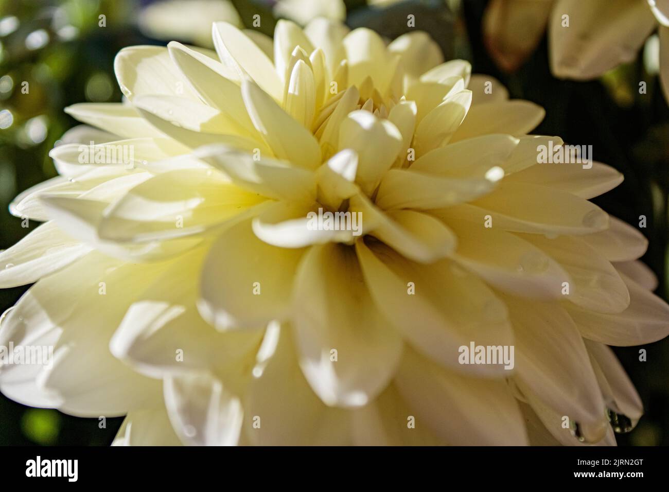 Macro-shot di petali di un fiore giallo limone Dahlia, con fogliame verde sullo sfondo. Foto Stock