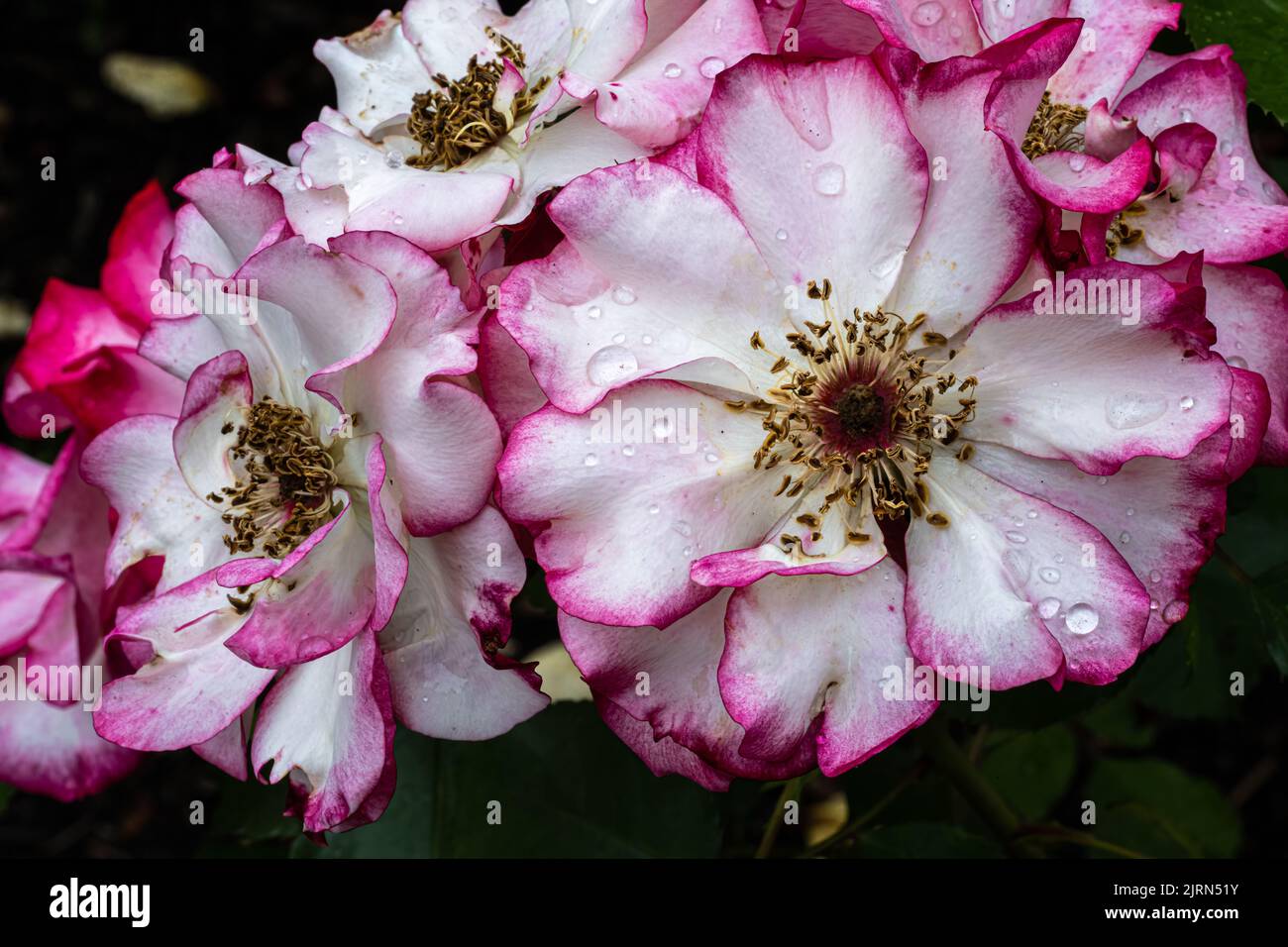 Fiori di 'Betty Boop' Rose Foto Stock