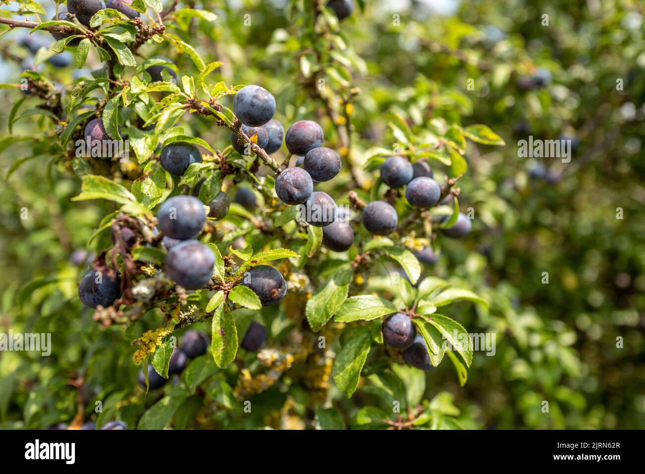 Alfriston, 18th 2022 agosto: Bacche di sloe che crescono vicino ad Alfriston Foto Stock