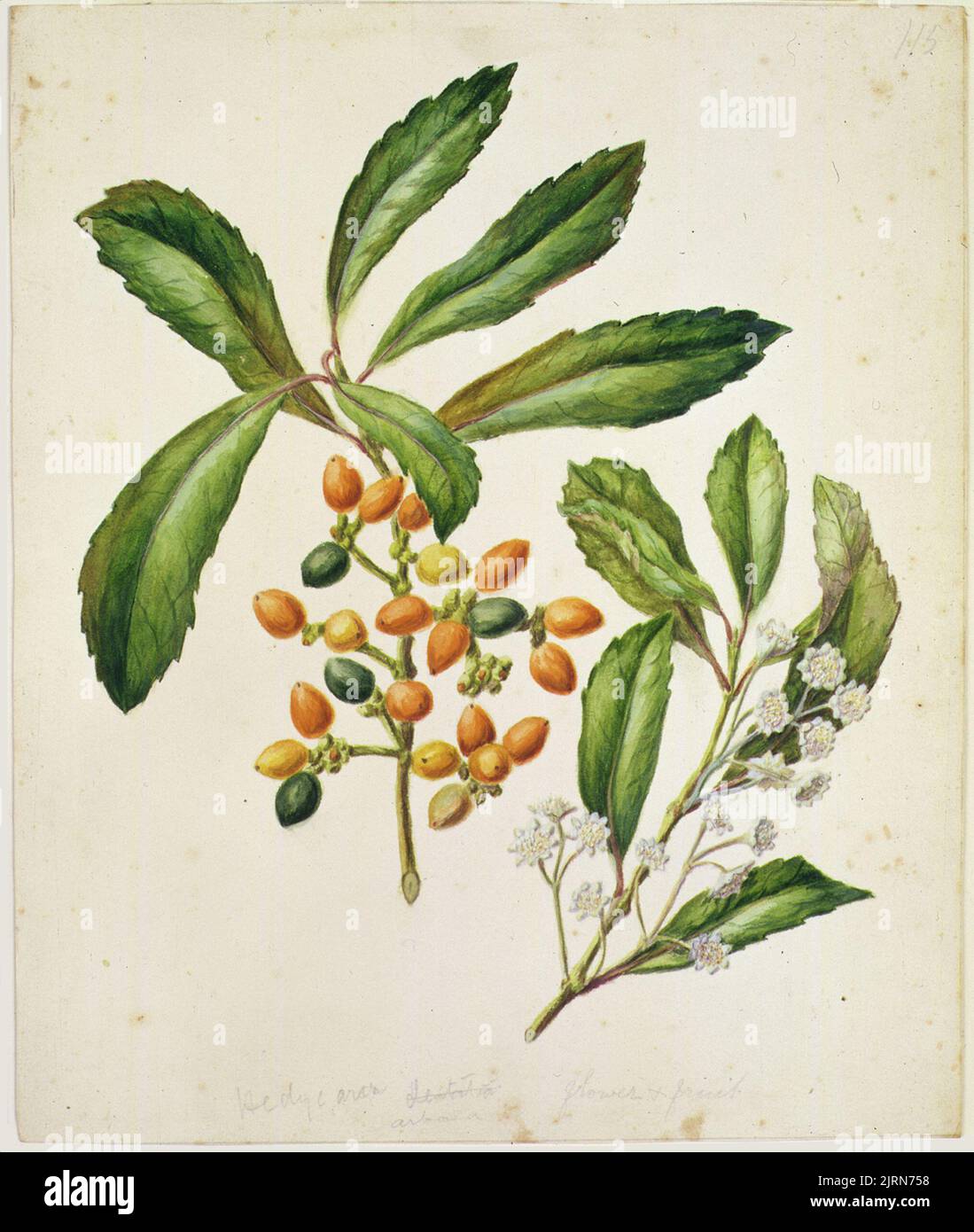 Hedycarya arborea, circa 1885, di Sarah Featuron. Foto Stock