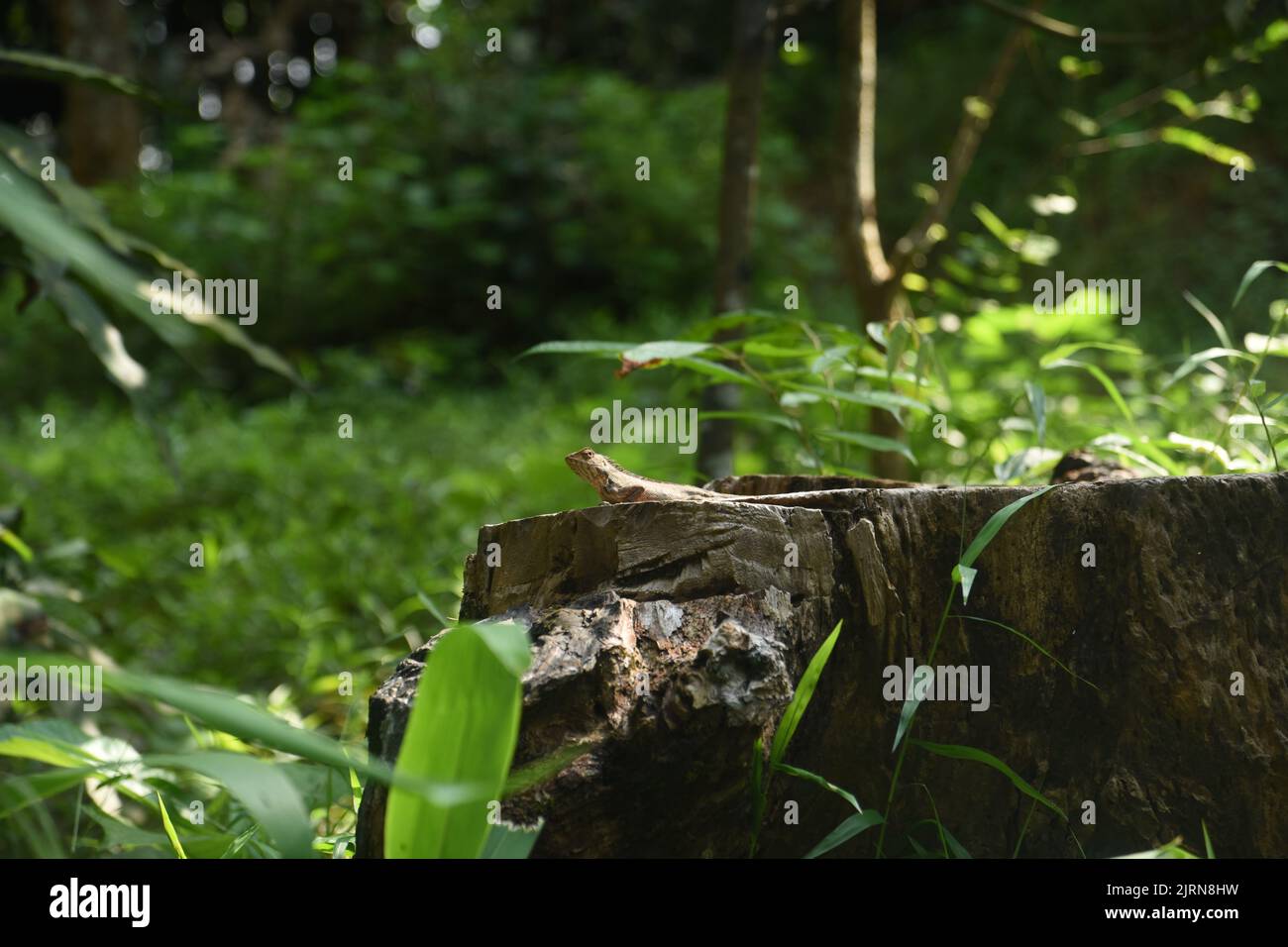 Immagine rettile Foto Stock