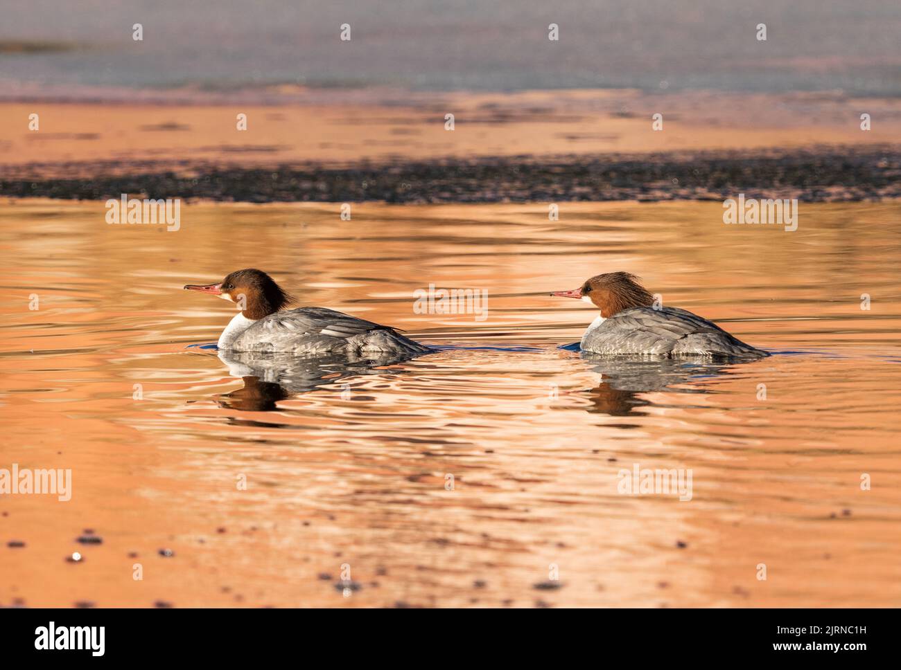 Due Merganser comuni femminili nuotano in un lago d'inverno colorato e riflettente. Foto Stock