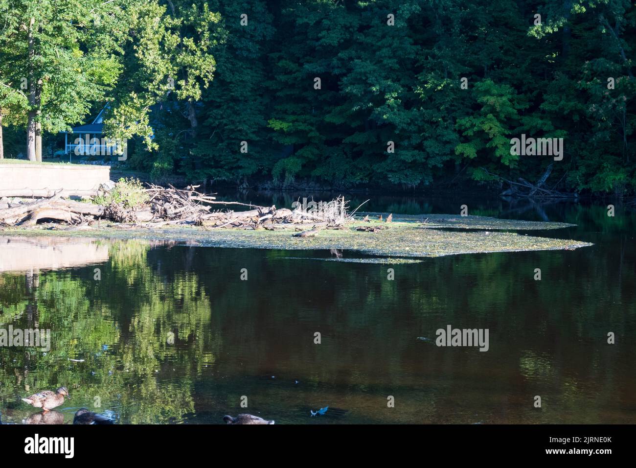 Log marmellata di pennello, arti, rami, alberi e detriti su un fiume lento Foto Stock