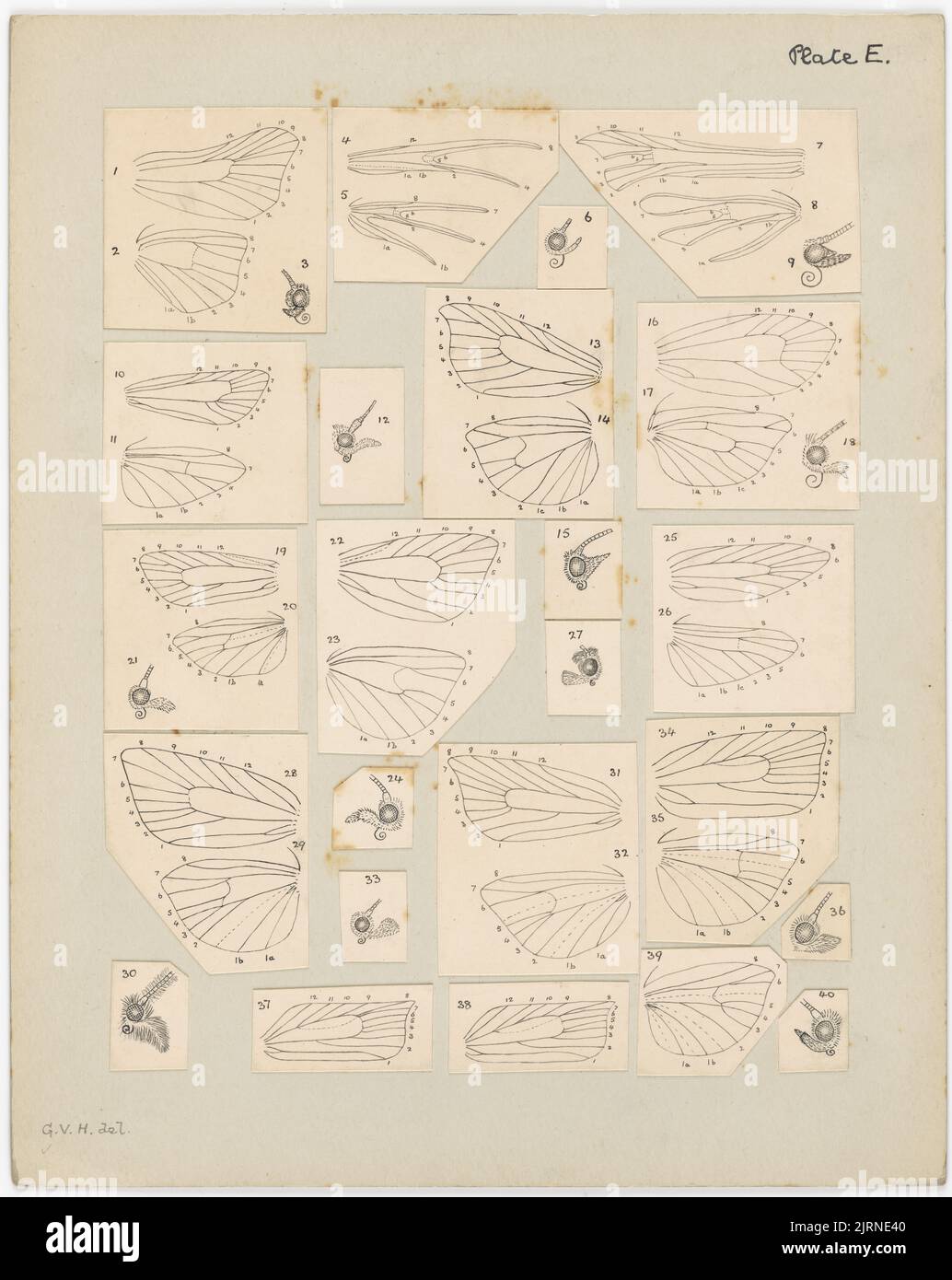 Piastra E. le farfalle e le falene della Nuova Zelanda, circa 1927, di George Hudson. Foto Stock