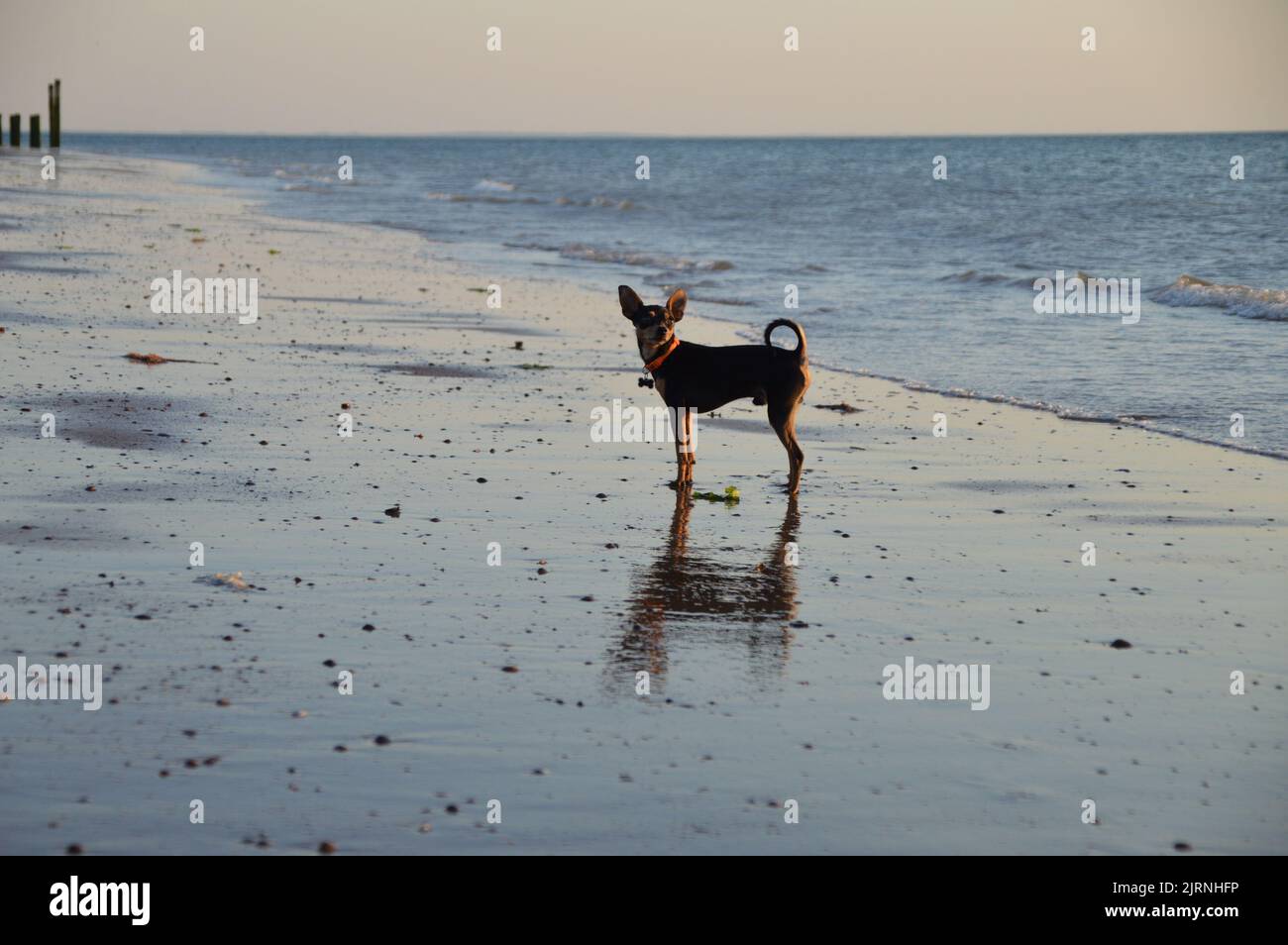 Kleiner Hund ganz Groß Foto Stock