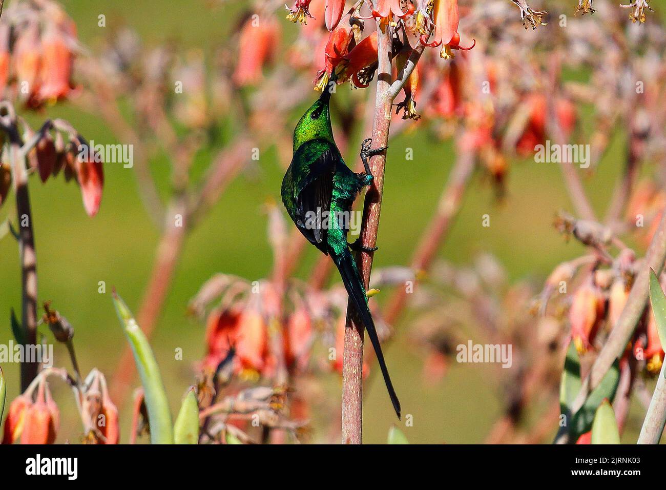Il girasole acrobatico di malachite utilizza il suo lungo becco decurvato per nutrirsi di fiori in un giardino di Città del Capo Foto Stock
