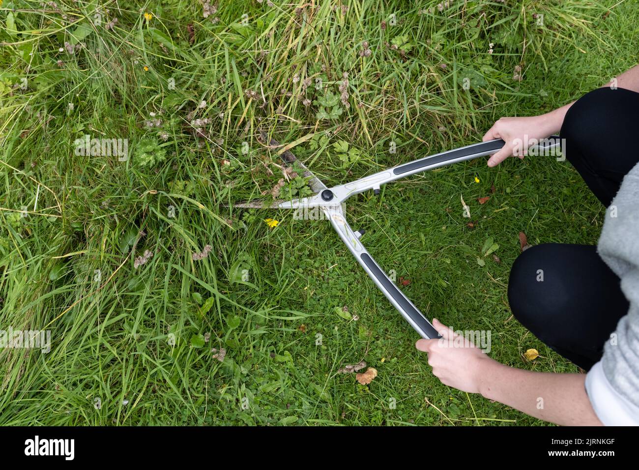 Utilizzando cesoie a mano per tagliare con cura una piccola area di erba che è stata lasciata crescere a lungo per la fauna selvatica nel caso in cui gli anfibi stiano riparando - Regno Unito Foto Stock