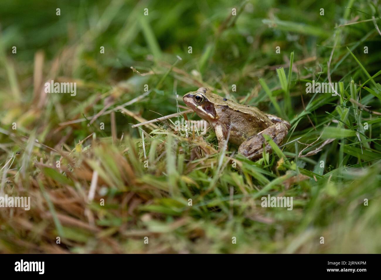 Giovane rana comune (rana temporaria) che è scappata per poco un rasaerba e strimmer che sono stati utilizzati per tagliare l'erba lunga in un giardino faunistico Foto Stock