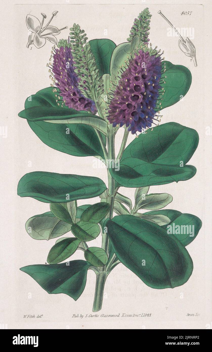 Veronica speciosa, 1843, Inghilterra, di Walter Fitch. Foto Stock