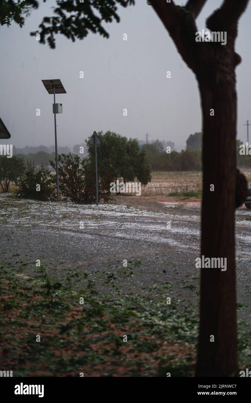 Particolare della rottura dell'albero causata dalla tempesta di grandine causata dal fenomeno meteorologico DANA a Barcellona-El Bruc, Spagna 25 ago 2022. Verticale Foto Stock