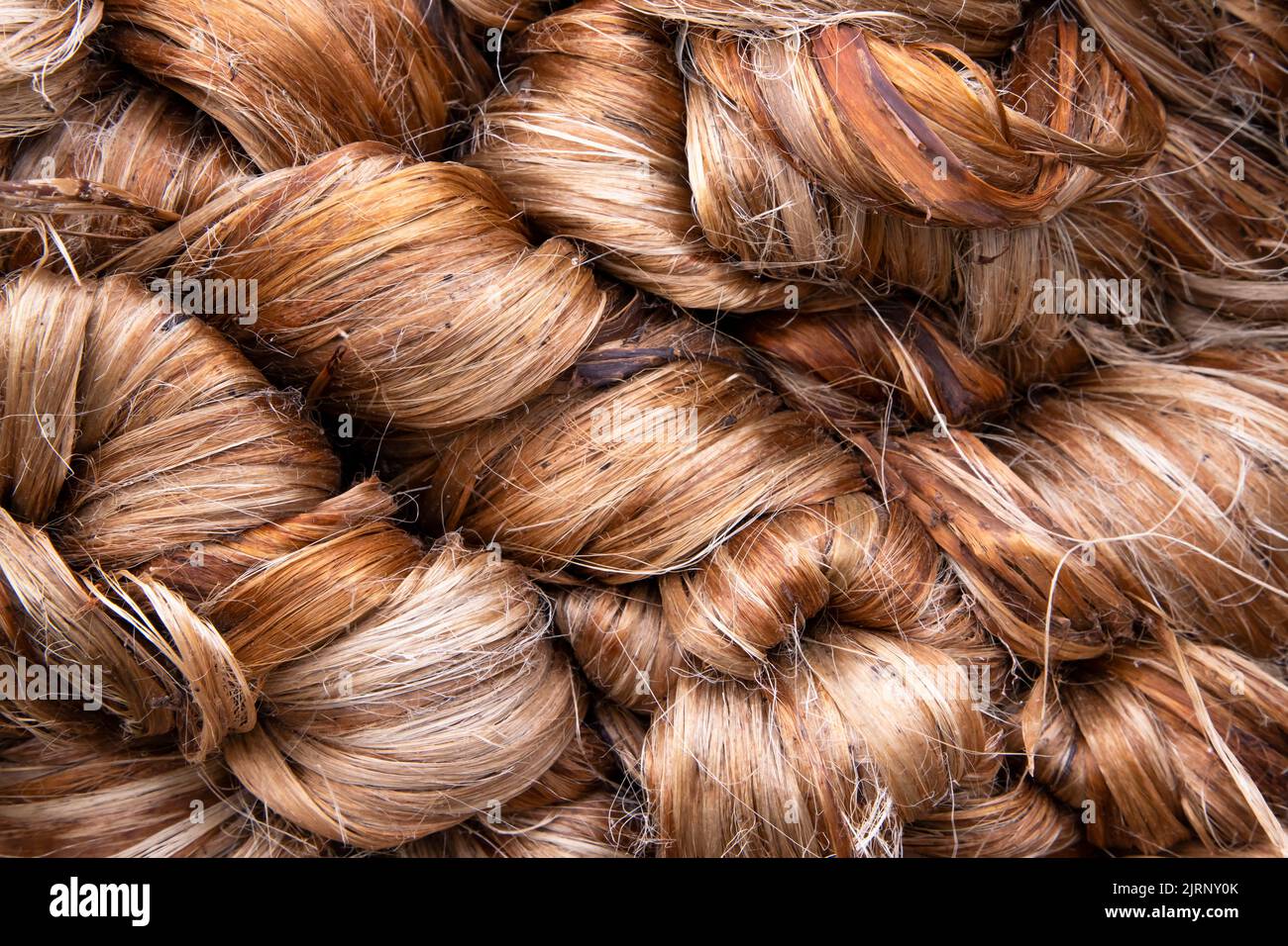 Thick Golden bundle di fibra di iuta grezza bagnata Texture sfondo Foto Stock