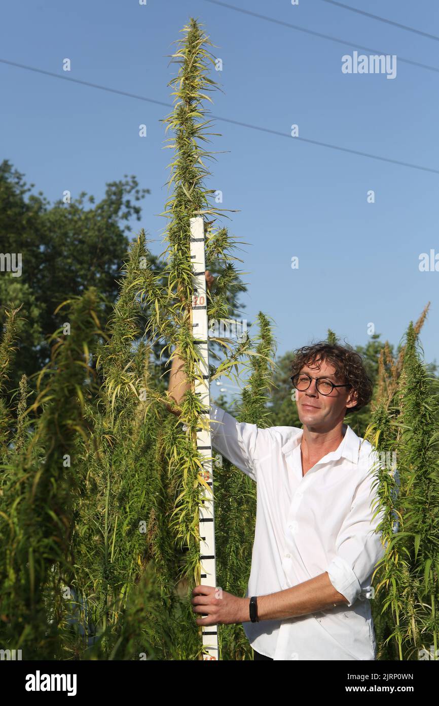 Allevatore di scienziati che misura l'altezza della cannabis sativa sul campo Foto Stock