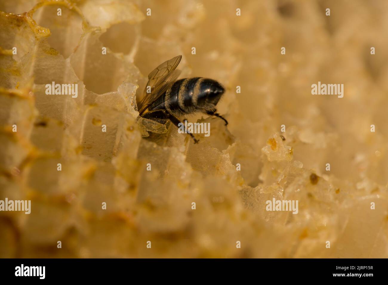 Ape ravvicinata che lavora su una scena macro unicolore di sfondo honeycomp con tipica struttura esagonale di rilocalizzazione ottimale sulla superficie Foto Stock