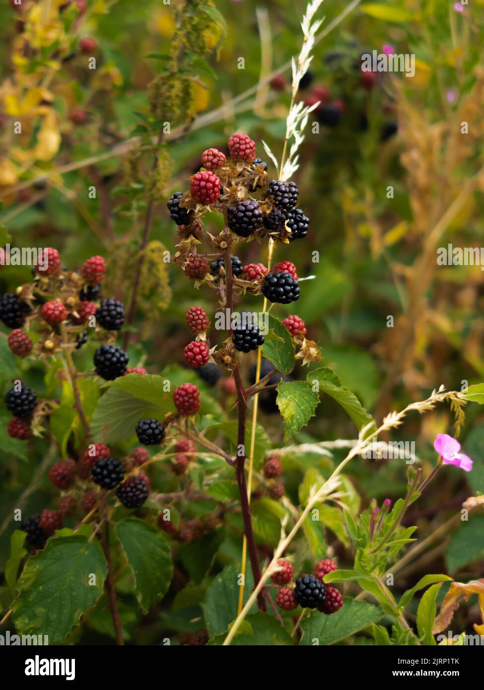 More, mora, selvaggio, siepi, fiocchi duri, pappagallo frutti piccoli, prati, aree selvatiche, vegetazione, fiori selvatici, fiori prato, naturale Foto Stock