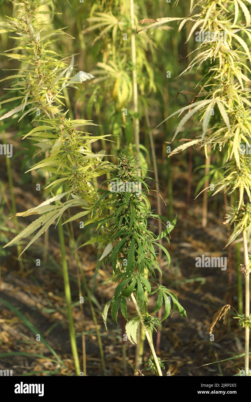 Fattoria di marijuana. La coltivazione commerciale della marijuana per scopi farmaceutici. Piantagione di marijuana. Piante narcotiche in agricoltura. Canapa sativa Foto Stock