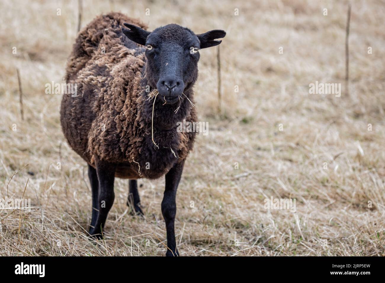 Primo piano di una piccola pecora testa nera con spighe intagliate - razza rara - fissando dritto in campo di erba gialla Foto Stock