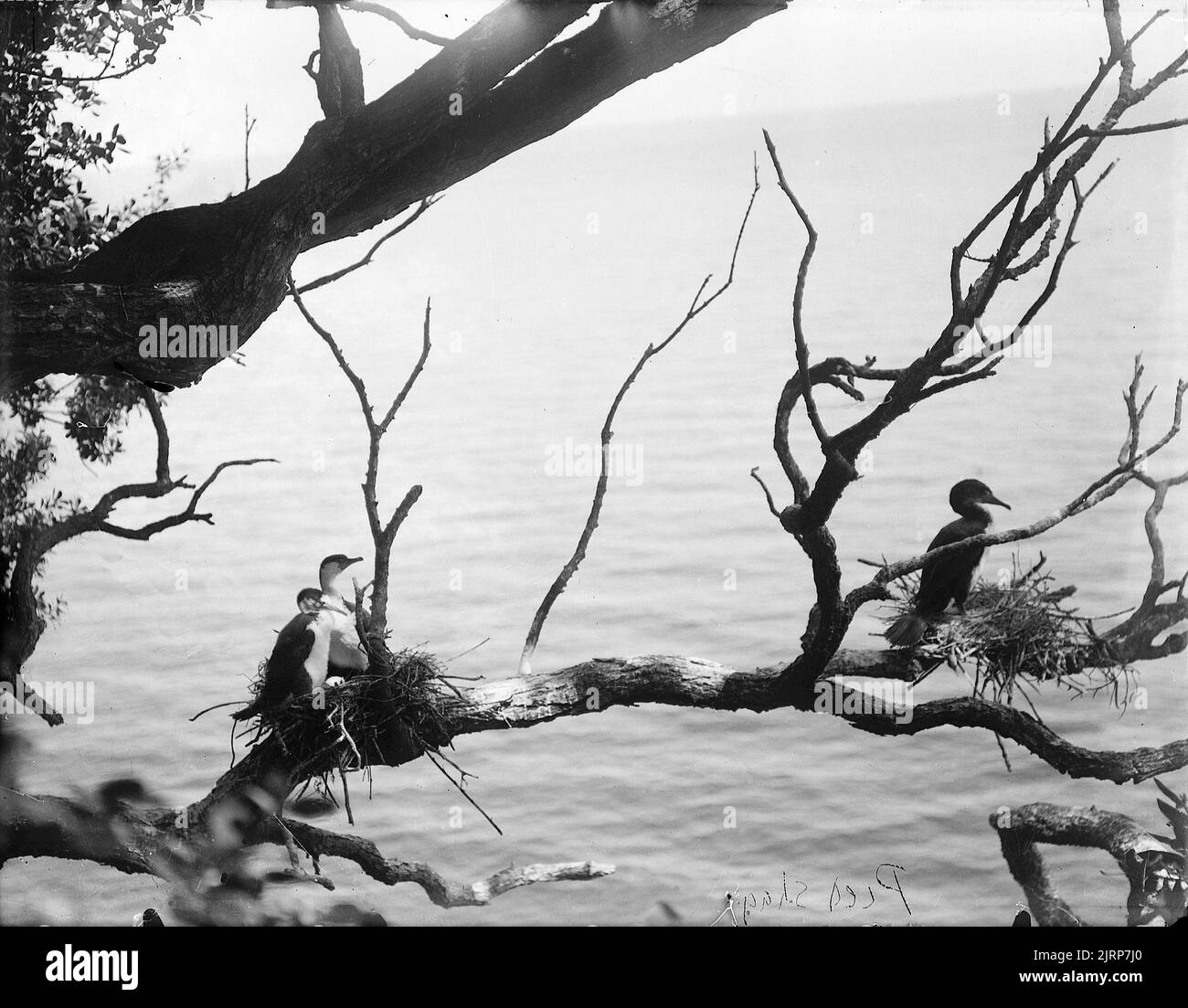 Phalacrocorax varius (Phalacrocoracidae), 1911, Stewart Island, di Herbert Guthrie-Smith. Foto Stock
