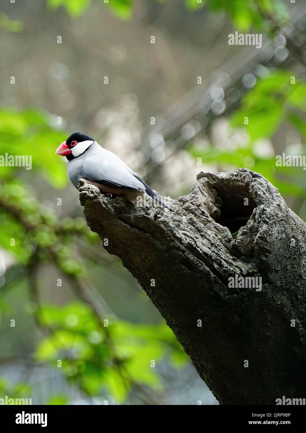 Il Caulker o Javan Sparrow è un uccello delle isole di Bali, Giava e Bawean, Indonesia. Foto Stock