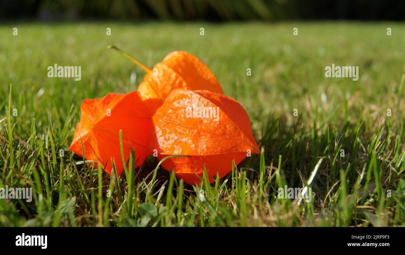 Fiore d'arancio giacente in erba Foto Stock