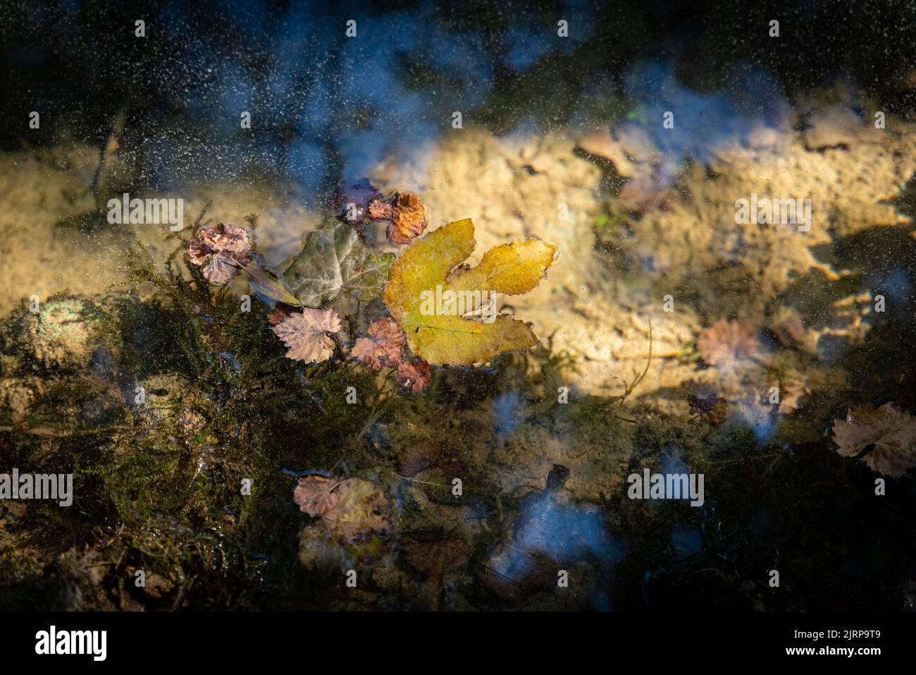 foglia sull'acqua di un fiume Foto Stock