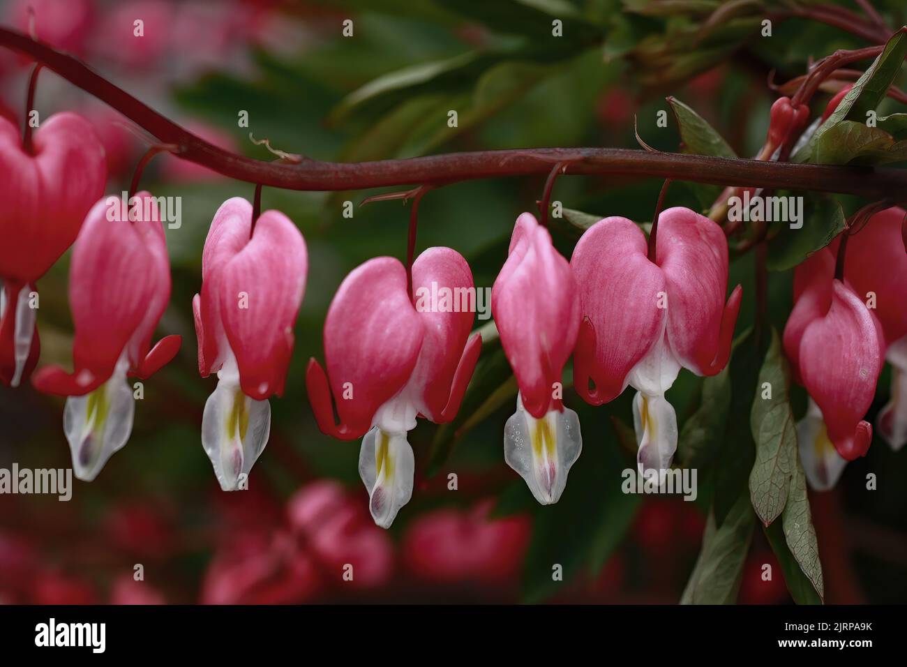 Primo piano dei fiori di cuore sanguinante nella primavera di San Croix Falls, Wisconsin, Stati Uniti. Foto Stock