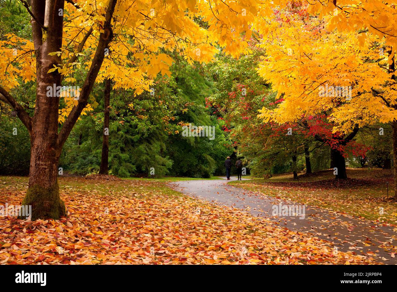 Colori autunnali al Giardino Botanico VanDusen - Vancouver BC Foto Stock