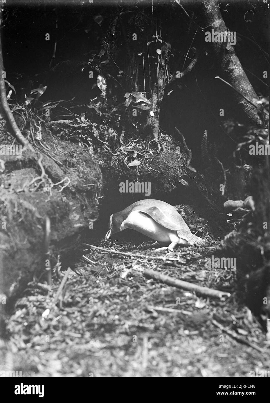 Antipodi Megadyptes (Sphenisciformes), 1911, Stewart Island, di Herbert Guthrie-Smith. Foto Stock