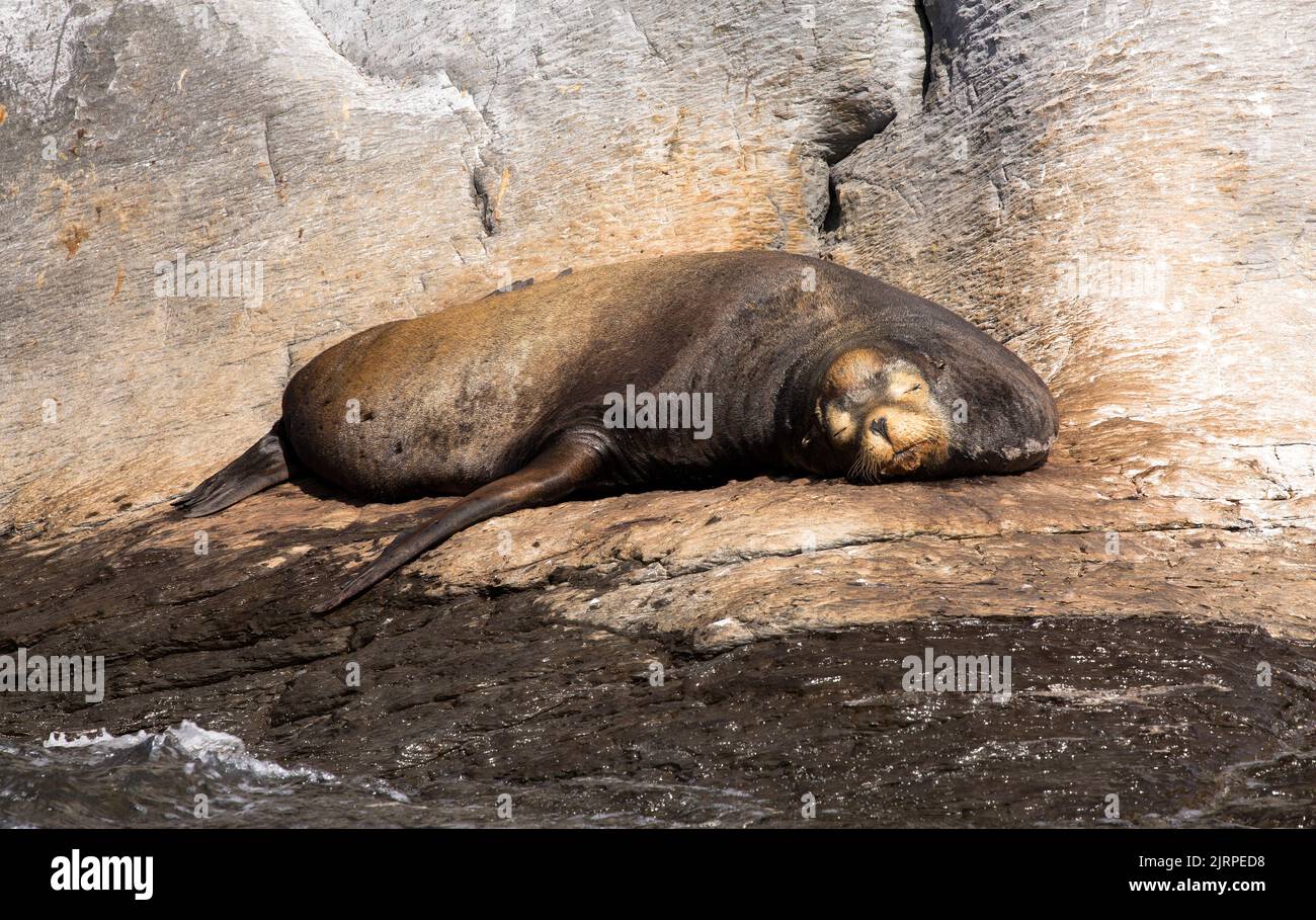 Un gigante leone di mare si trova sulle rocce nel Mare di Cortez a Loreto, Messico Foto Stock