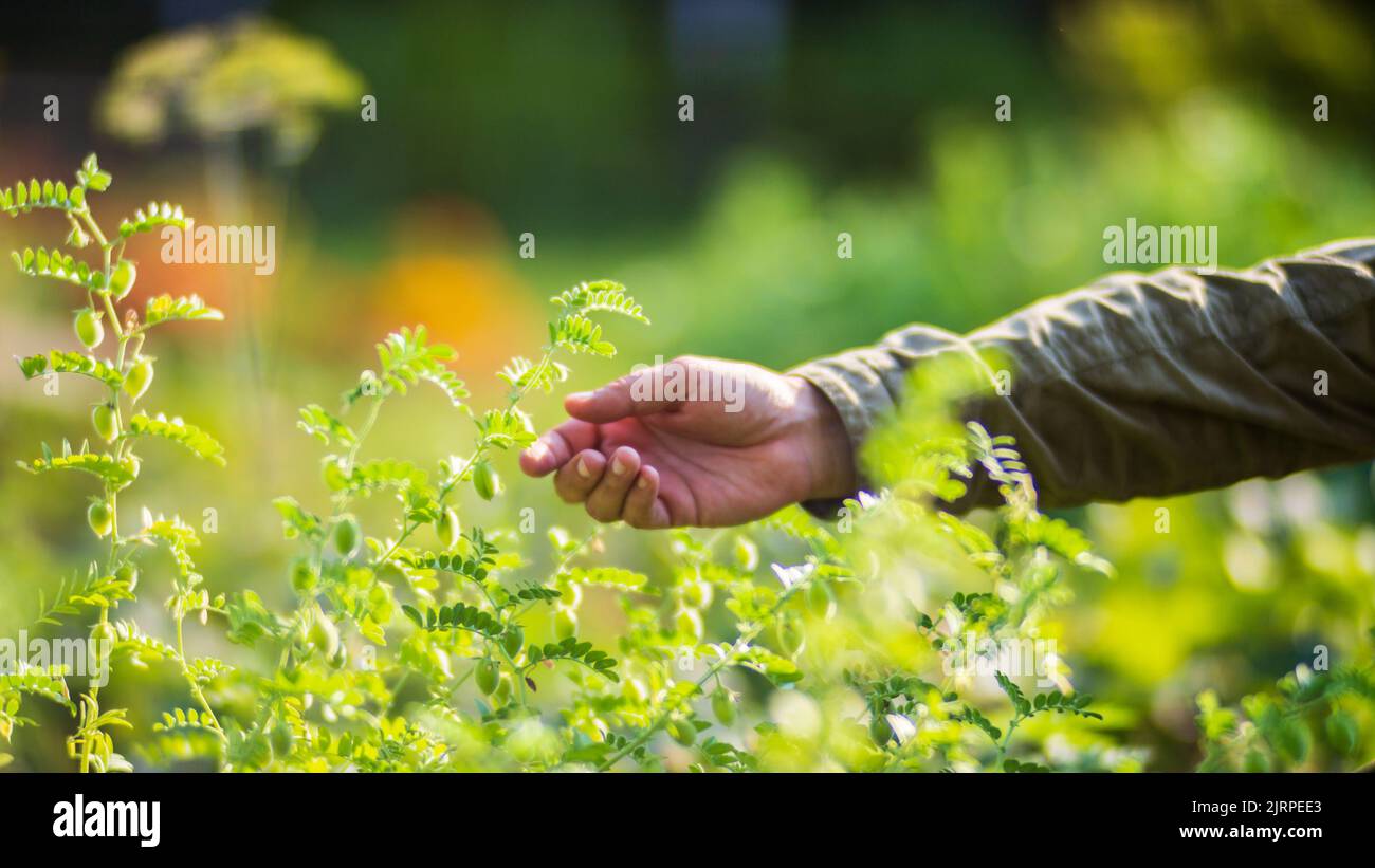 La mano dell'agricoltore tocca i raccolti agricoli da vicino. Vegetali crescenti nel giardino. Cura e manutenzione del raccolto. Prodotti ecologici Foto Stock