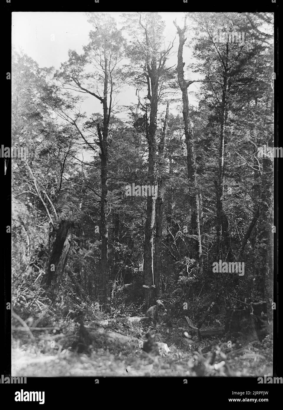 Mohoua ochrocephala (Passeriformes), circa 1920, Nelson, di Herbert Guthrie-Smith. Foto Stock