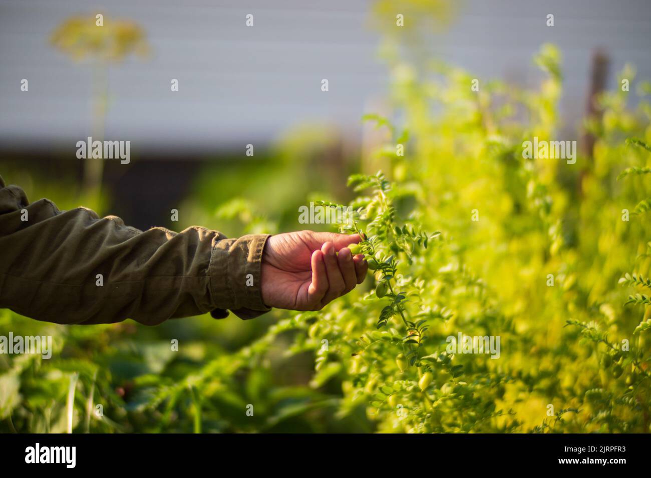 La mano dell'agricoltore tocca i raccolti agricoli da vicino. Vegetali crescenti nel giardino. Cura e manutenzione del raccolto. Prodotti ecologici Foto Stock