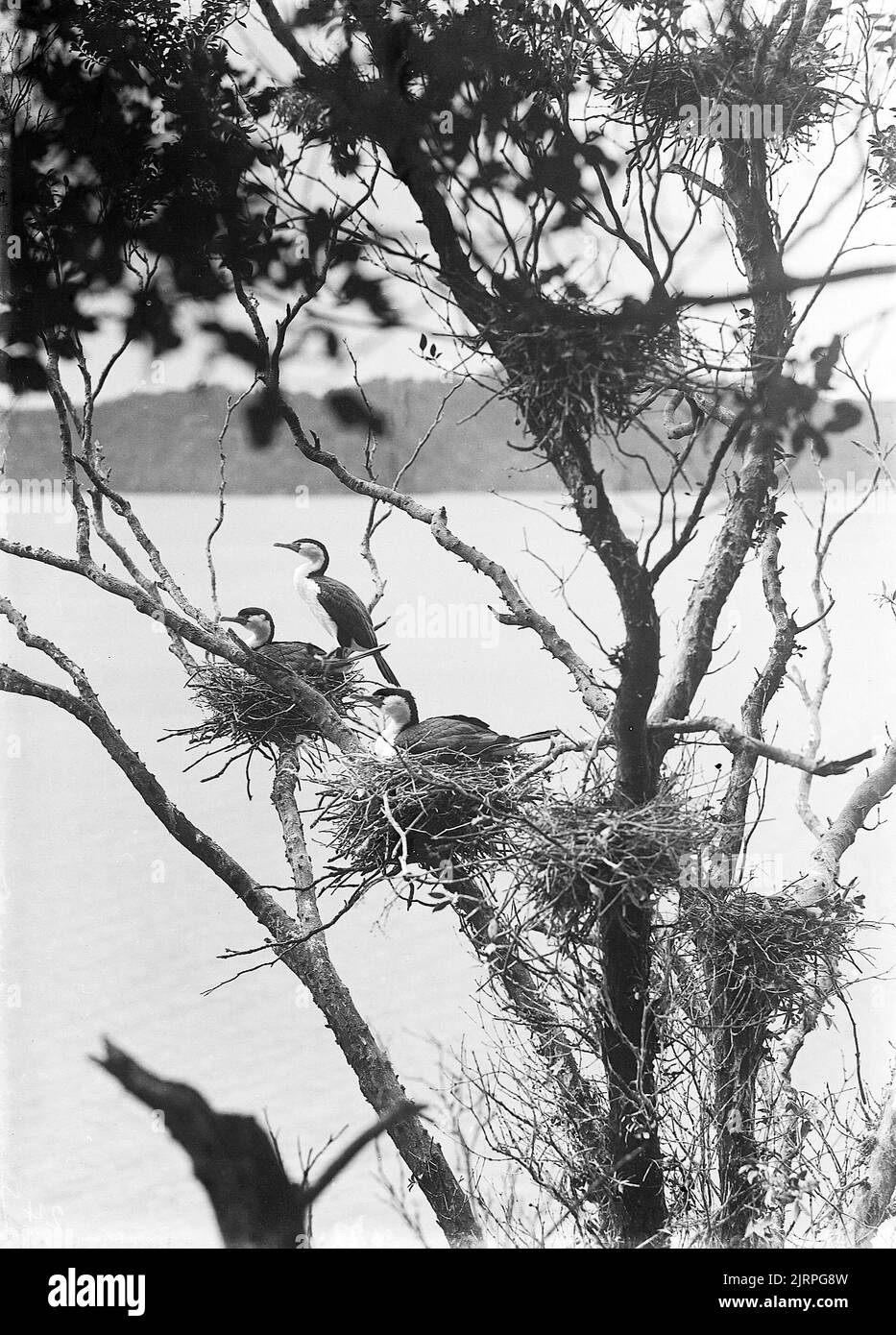 Phalacrocorax varius (Phalacrocoracidae), 1911, Stewart Island, di Herbert Guthrie-Smith. Foto Stock