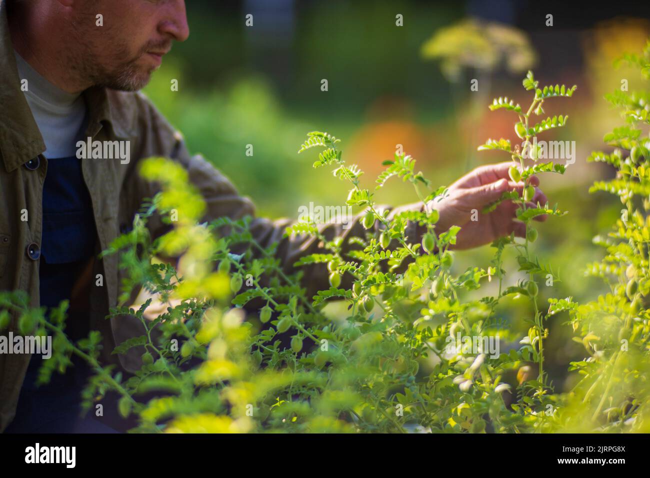 La mano dell'agricoltore tocca i raccolti agricoli da vicino. Vegetali crescenti nel giardino. Cura e manutenzione del raccolto. Prodotti ecologici Foto Stock