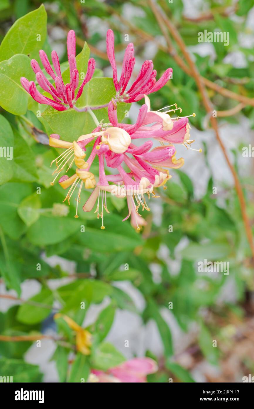 Fiori e gemme di Goldflame Honeysuckle, Lonicera x heckrottii a Wichita, Kansas, USA. Foto Stock