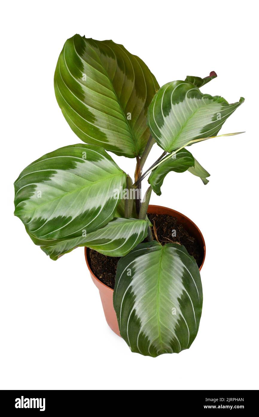 Houseplant esotico 'Maranta Leuconeura Silver Band' in flower pot su sfondo bianco Foto Stock