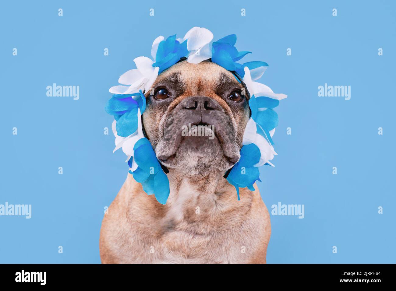 Cane Bulldog francese che indossa l'archetto Oktoberfest con i tradizionali colori blu e bianco Foto Stock
