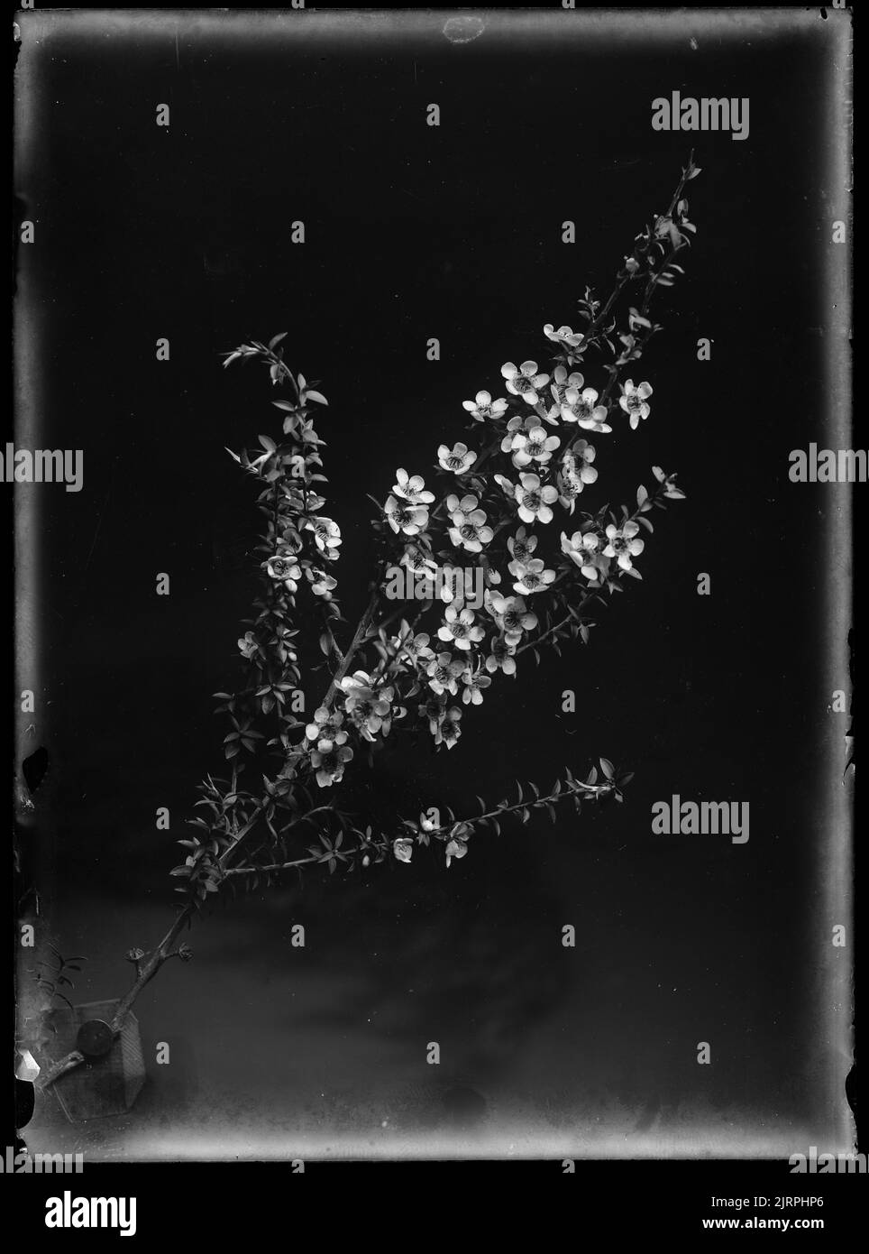 Leptospermum scoparium, circa 1910, di Fred Brockett. Foto Stock