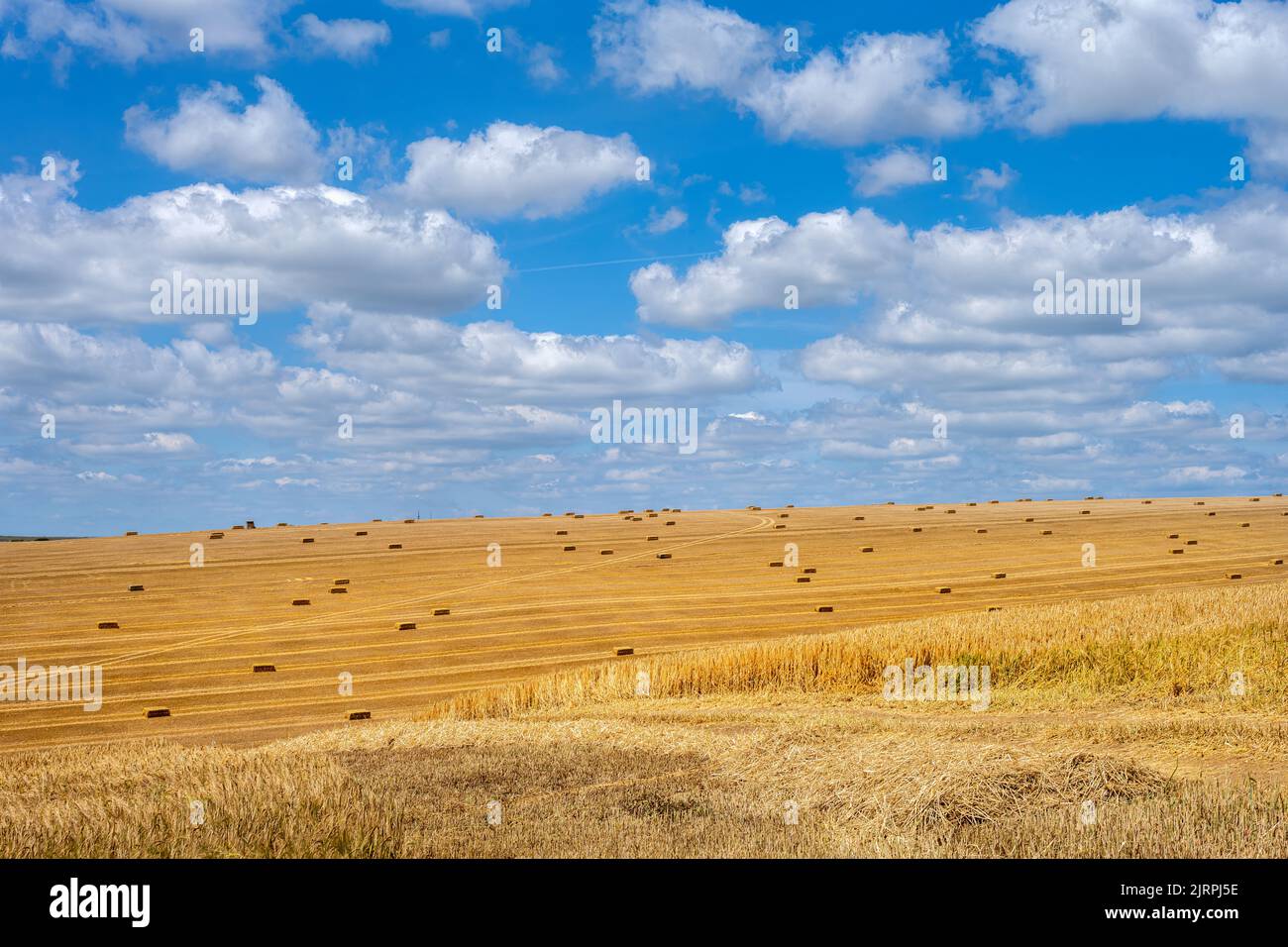 Vista su un campo di cereali con balle di paglia quadrate nel South Downs National Park, East Sussex, Inghilterra Foto Stock