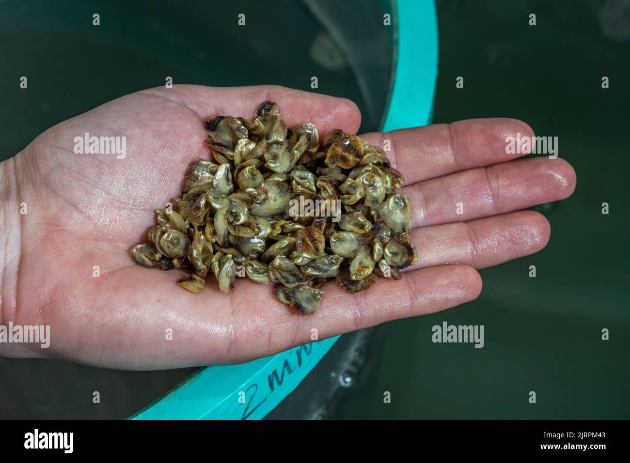 Ostriche cresciute in Lab, Mook Sea Farm, Walpole, Maine Foto Stock