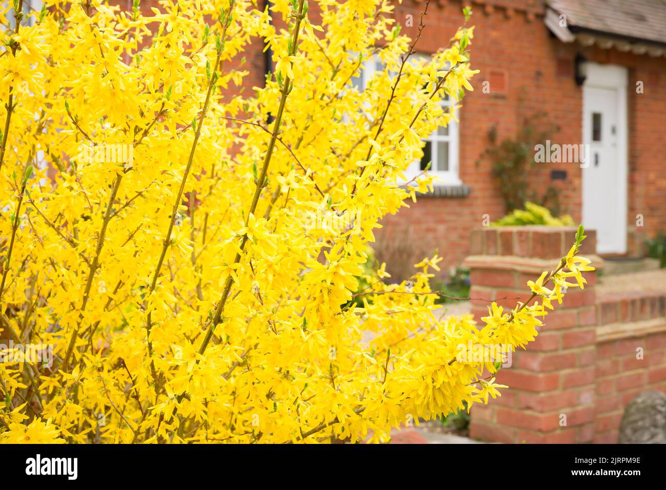 Fiori di Forsythia (forsythia x intermedia goldrush) in un giardino, Regno Unito Foto Stock
