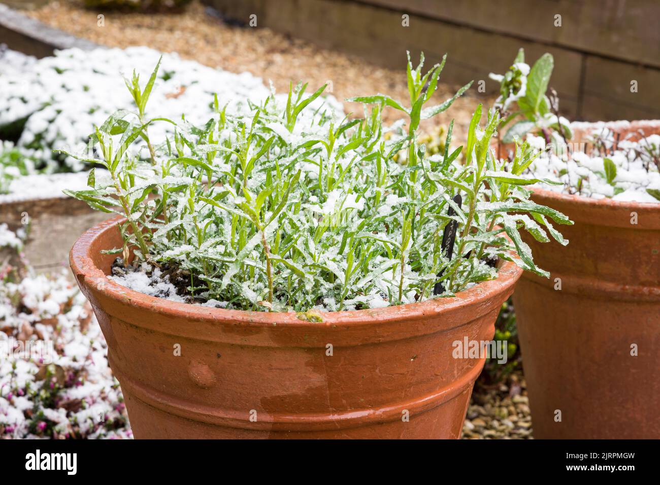Pianta di dragoncello francese (artemisia draconculus) in una pianta di terracotta nel tardo inverno o all'inizio della primavera, coperta di neve in un giardino britannico Foto Stock