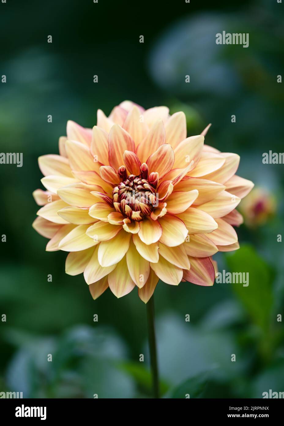 Bel fiore rosso fiorito e fiore di albicocca dahlia nel giardino. Profondità di campo bassa. Spazio di copia. Foto Stock