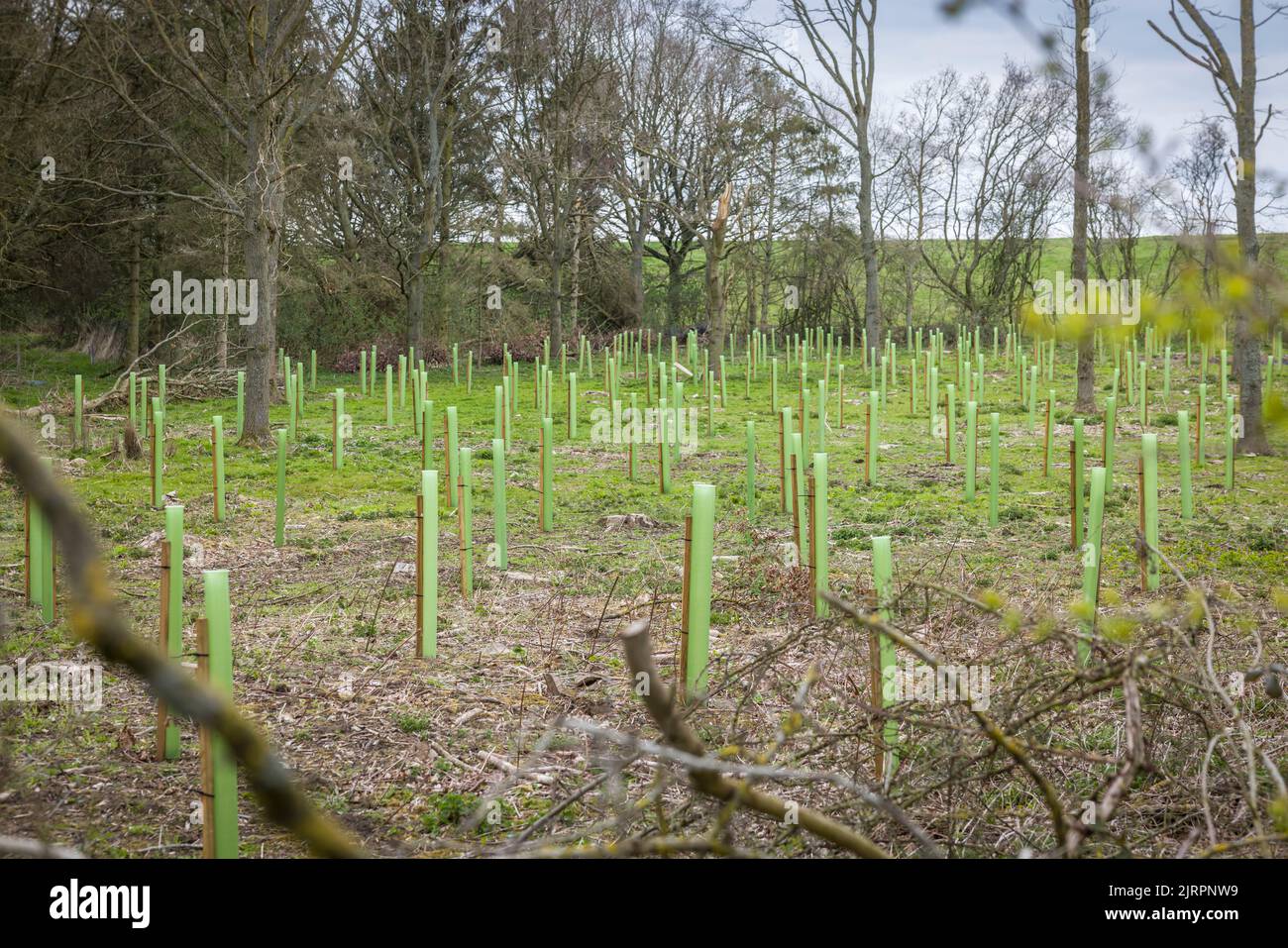 Piantando alberi in un terreno boscoso del Regno Unito. Seghe ad albero con guardie che crescono in una zona boschiva gestita Foto Stock