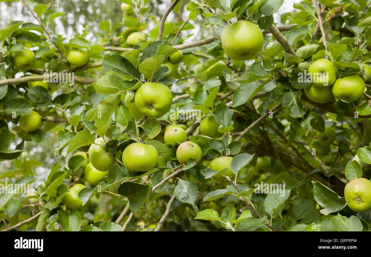 Mele da cucina (mele Bramley) che crescono in un albero di mele in un giardino del Regno Unito Foto Stock