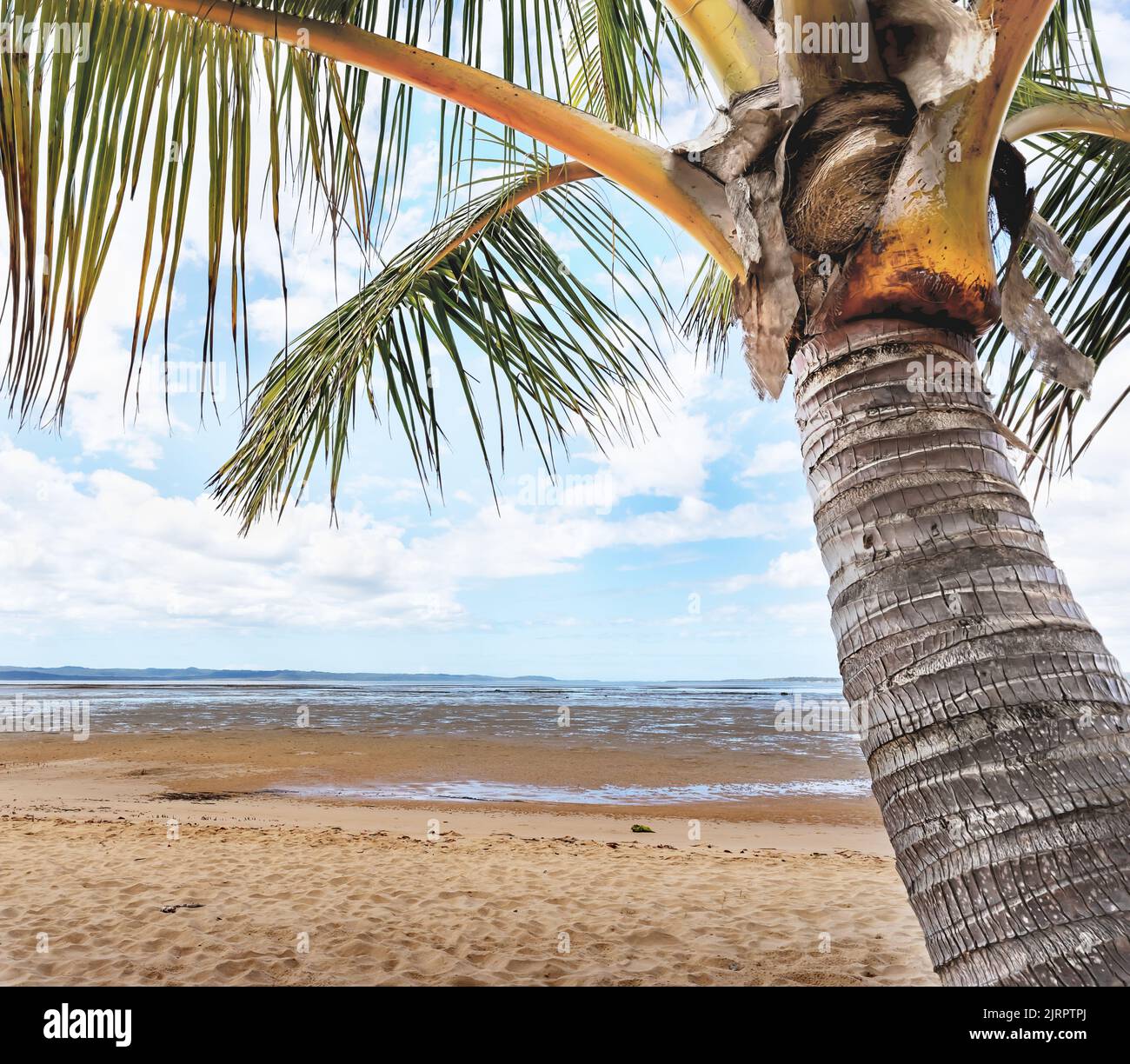 Un'immagine concettuale di una palma da vicino e della spiaggia. Una scena tropicale che rappresenta calma, pace, tranquillita', tranquillita', romanticismo o sognare ad occhi aperti. Foto Stock